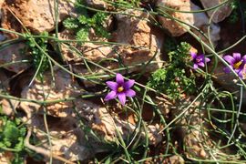 Cypr, Cypr Północny 2025