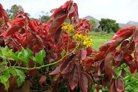 Wyspa Świętej Heleny 2020