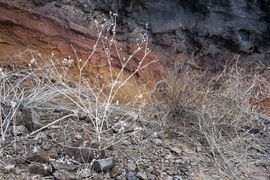 Wyspa Świętej Heleny 2020