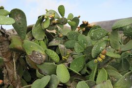 Wyspy Kanaryjskie I - 2017