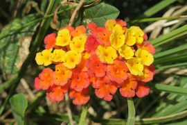 Wyspa Wielkanocna (Chile) 2019