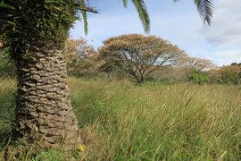 Wyspa Wielkanocna (Chile) 2019