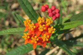 Wyspa Wielkanocna (Chile) 2019