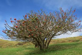 Wyspa Wielkanocna (Chile) 2019