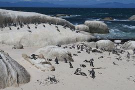 Republika Południowej Afryki 2020