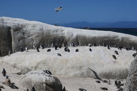 Republika Południowej Afryki 2020