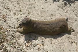 Republika Południowej Afryki 2020