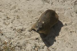 Republika Południowej Afryki 2020