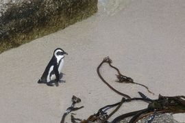 Republika Południowej Afryki 2020