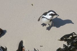 Republika Południowej Afryki 2020