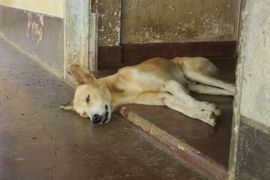 Wyspy Świętego Tomasza i Książęca - 2018