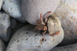 Wyspy Świętego Tomasza i Książęca - 2018