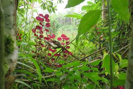 Wyspy Świętego Tomasza i Książęca - 2018