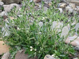 Svalbard I/II - Spitsbergen - 2013/2014