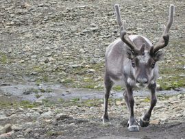 Svalbard I/II - Spitsbergen - 2013/2014