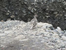 Svalbard I/II - Spitsbergen - 2013/2014