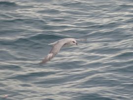 Svalbard I/II - Spitsbergen - 2013/2014