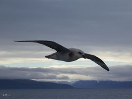 Svalbard I/II - Spitsbergen - 2013/2014
