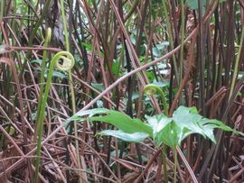 Tajwan - Taipei 2015