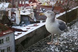 Tallin, Helsinki 2019