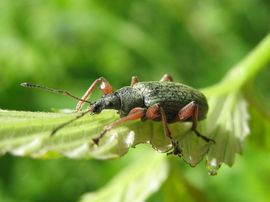 Tatry Zachodnie 2008